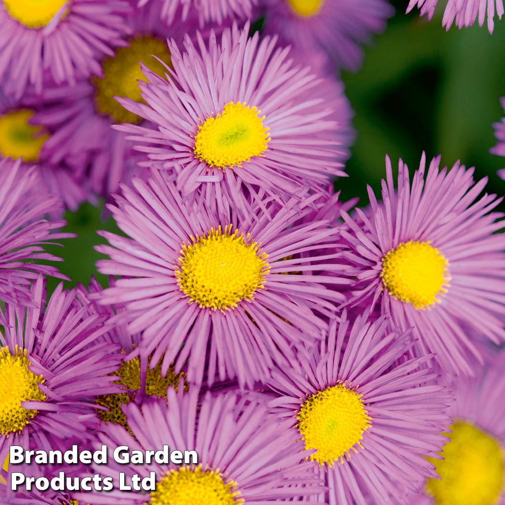 Erigeron seciosus 'Pink Jewel' image