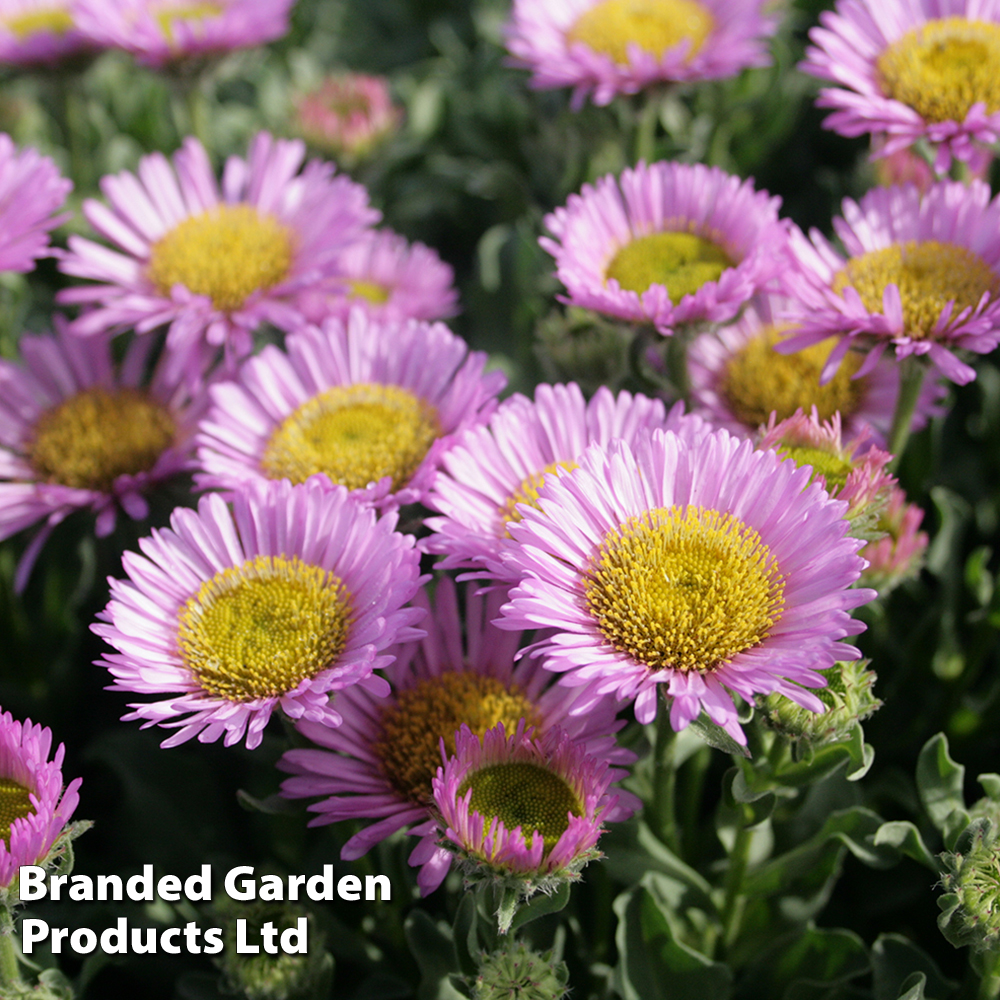 Erigeron glaucus 'Sea Breeze' image