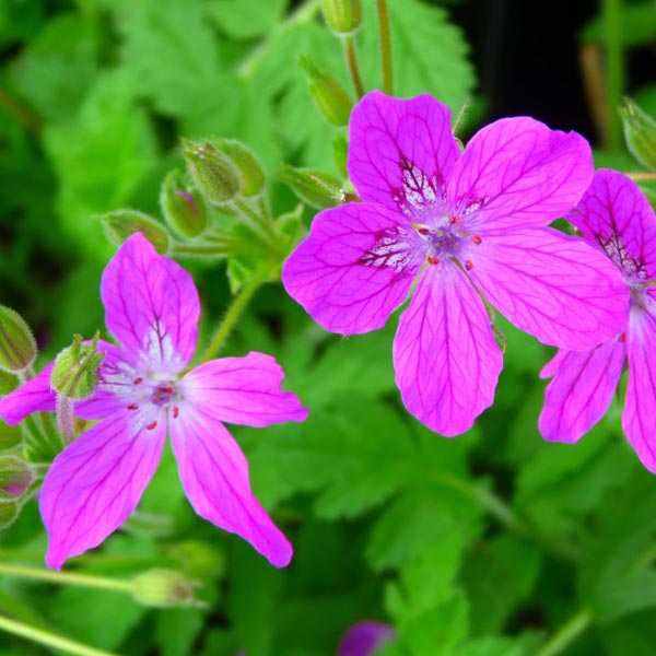 Erodium manescavii image