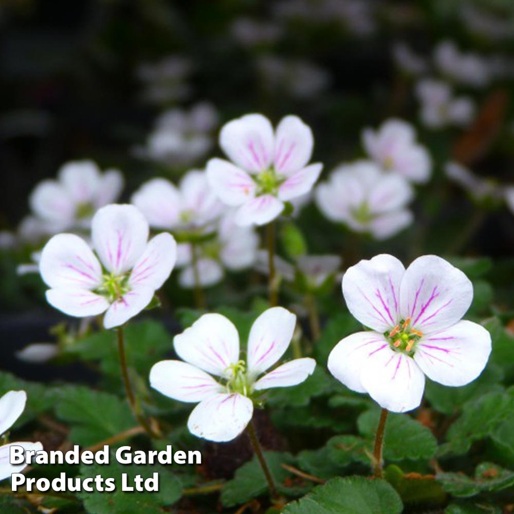 Erodium reichardii 'White' image