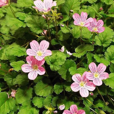 Erodium × variabile 'Roseum' image