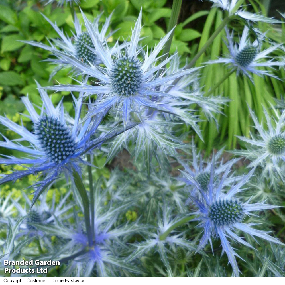 Eryngium x zabelii 'Big Blue' image