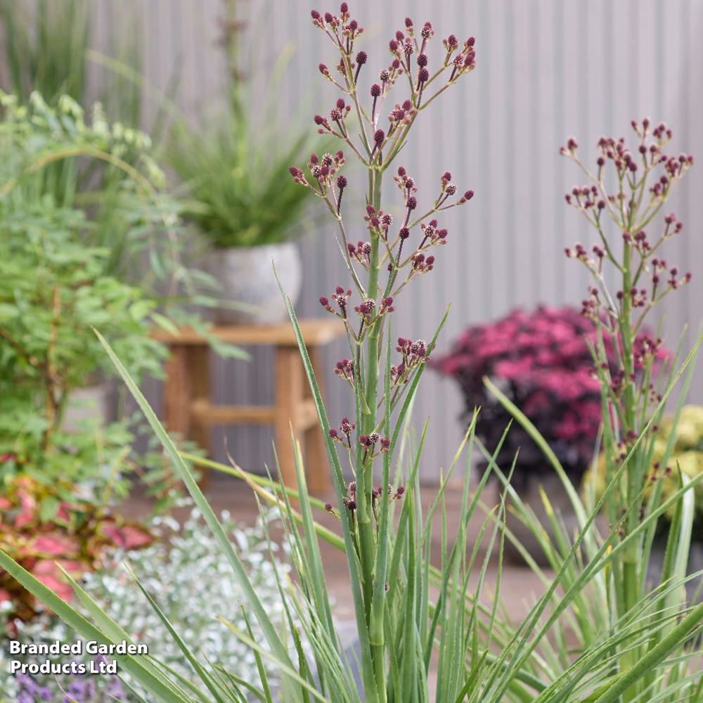 Eryngium 'Magical Red Thunder' image