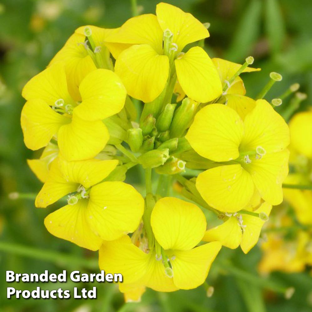 Erysimum cheiri Golden Gem image