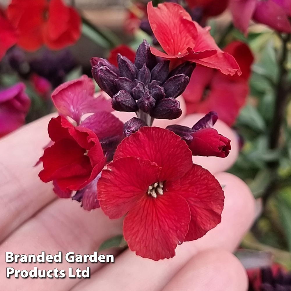 Erysimum 'Colour Vibe Red' | Dobies