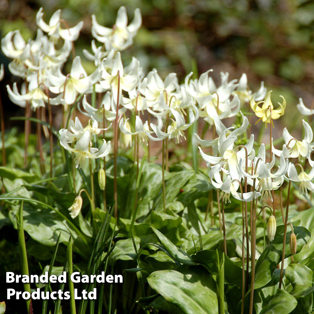 Erythronium californicum 'White Beauty' image