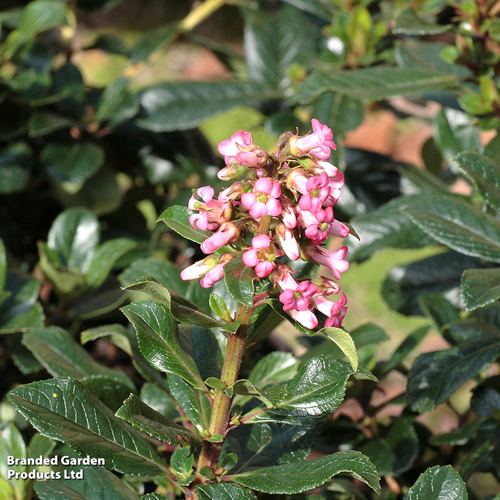 Escallonia rubra 'Macrantha' image