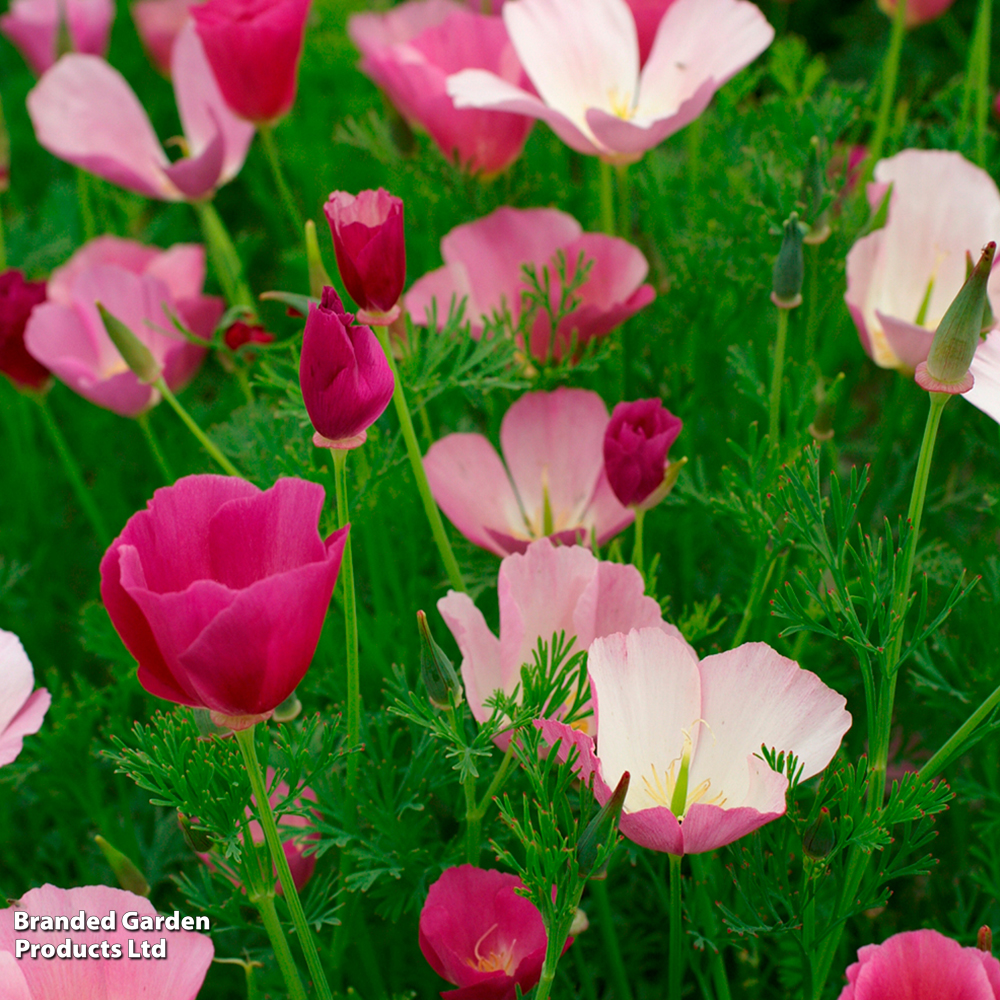 Californian Poppy 'Purple Gleam' - Seeds image