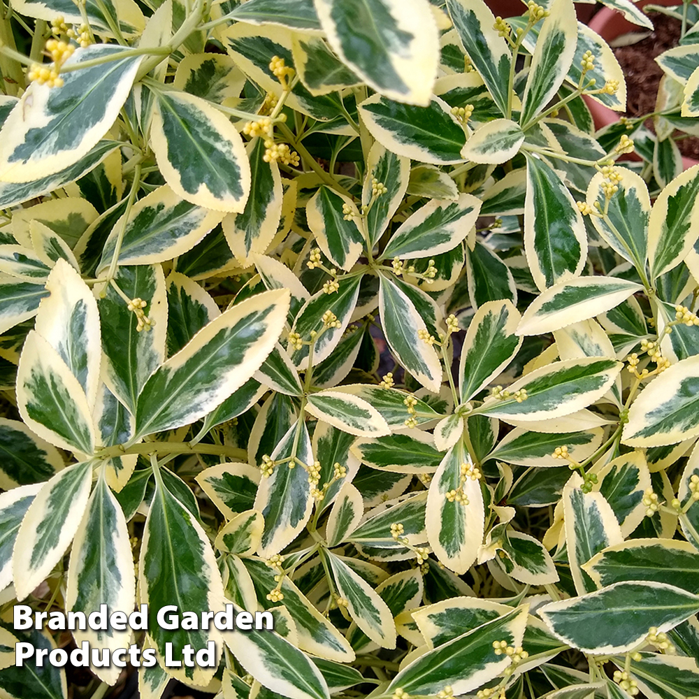 Euonymus japonicus 'Bravo' image