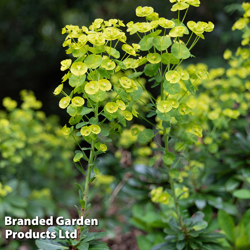 Euphorbia amygdaloides var. robbiae image