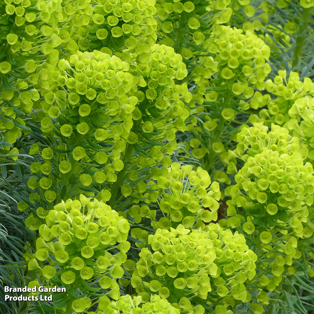 Euphorbia characias subsp. wulfenii 'Shorty' image