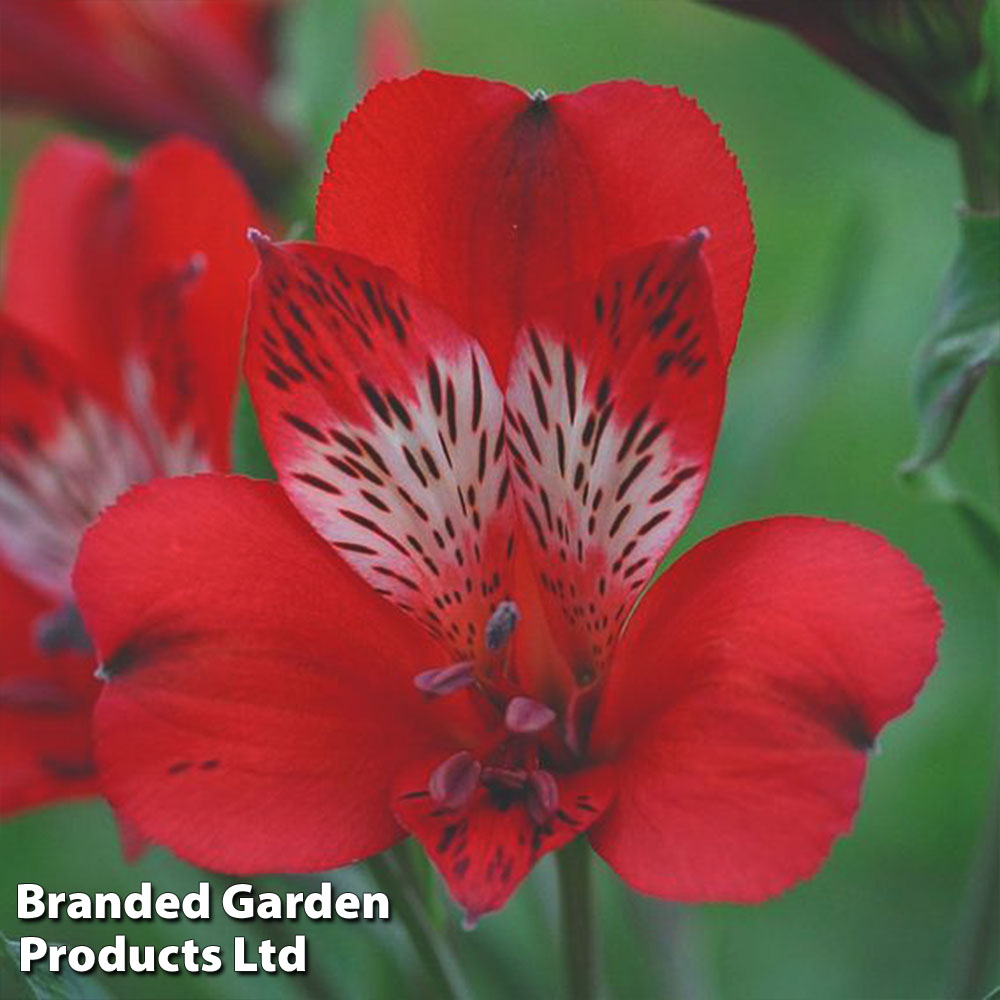 Alstroemeria 'Nirvana' image