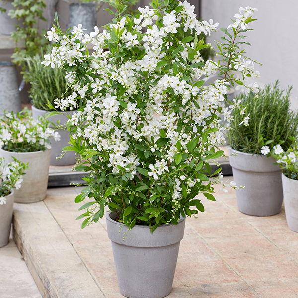 Exochorda 'Blushing Pearl' image