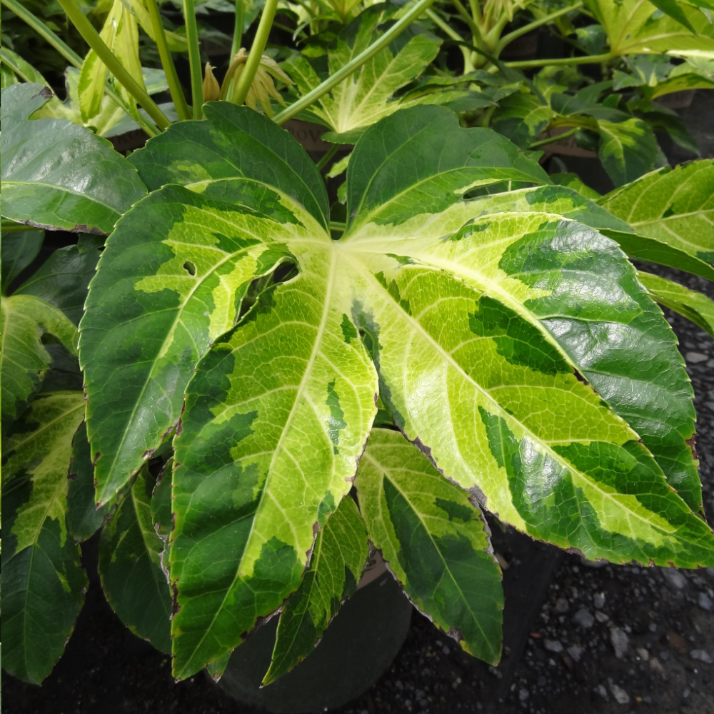 Fatsia 'Camouflage' image