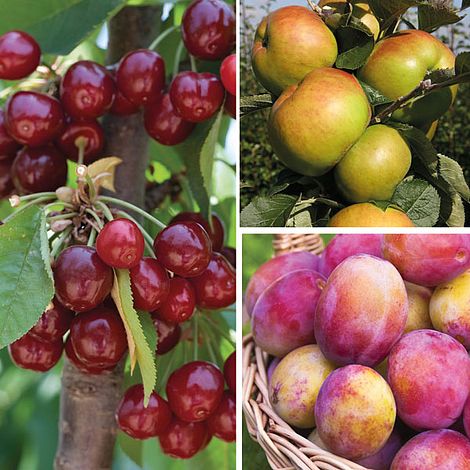 Favourite Fruit Tree Collection image