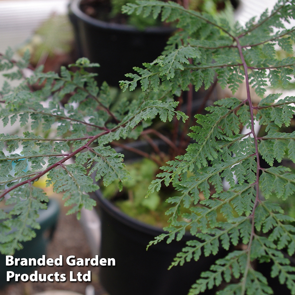 Athyrium minimum image