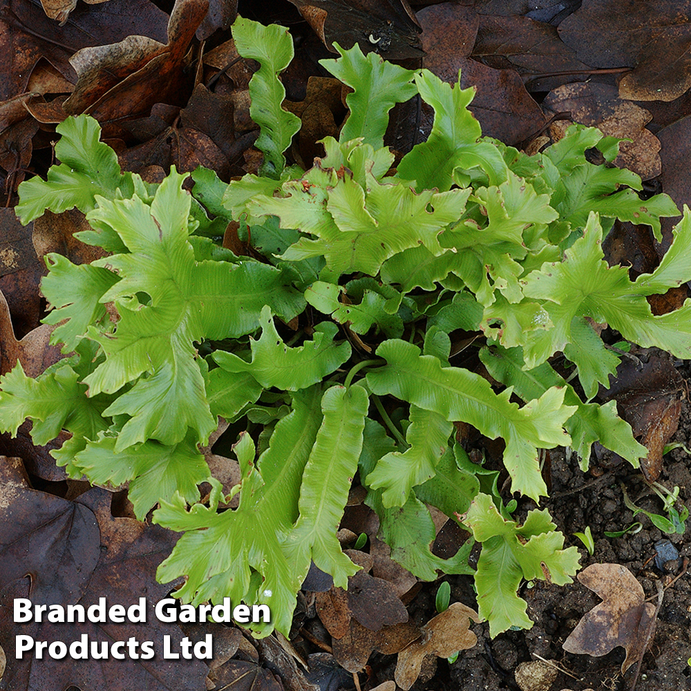 Asplenium (Phyllitis) scolopendrium 'Cristata' image