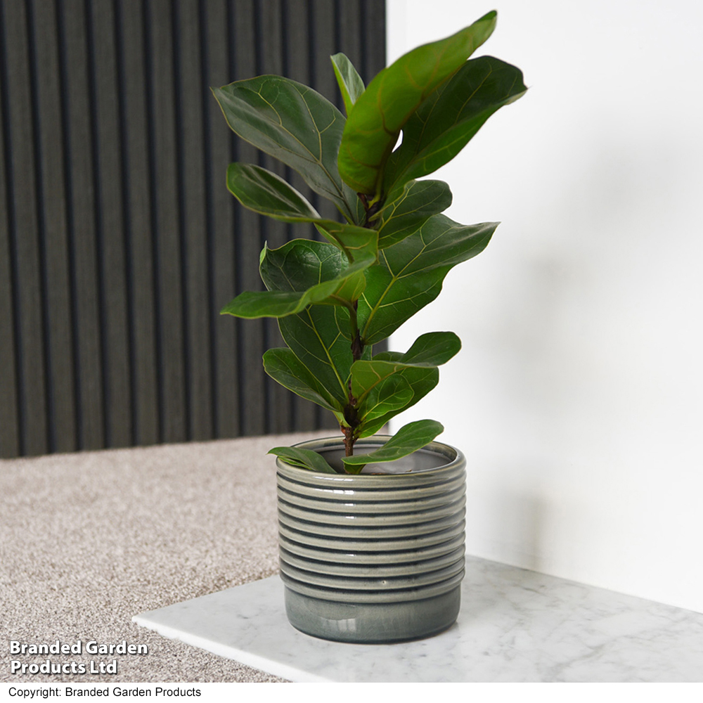 Ficus lyrata (Fiddle Leaf Fig) image