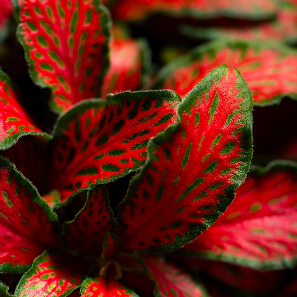 Fittonia 'Red Tiger' image