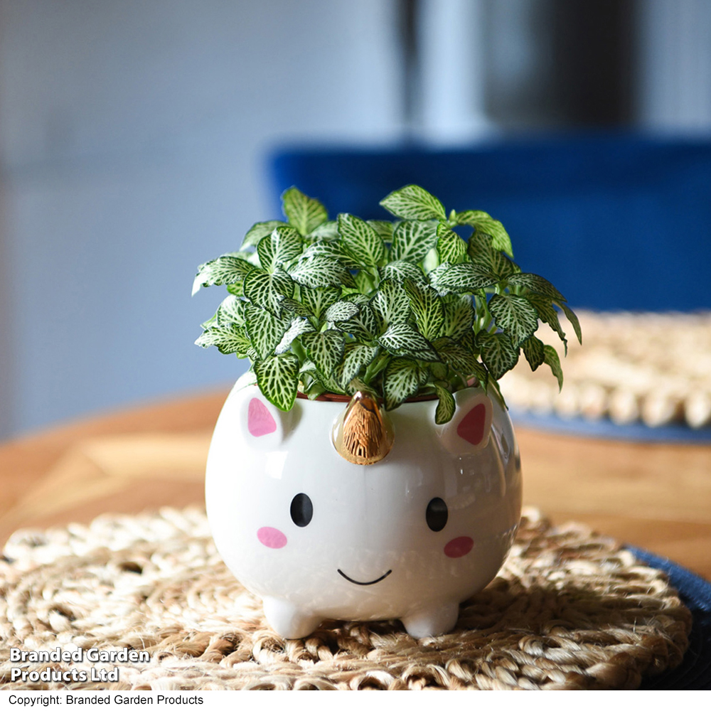 Fittonia 'White Tiger' in Unicorn Pot - Gift image