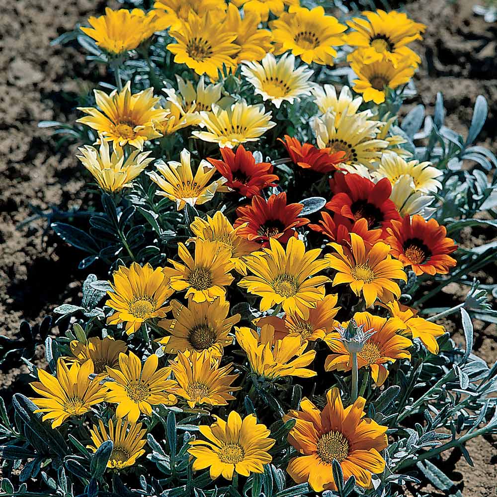 Gazania 'Talent Mixed' - Seeds image