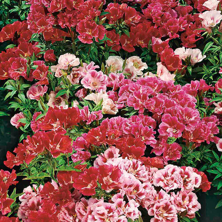 Godetia 'Dwarf Bedding Mixed' - Seeds image