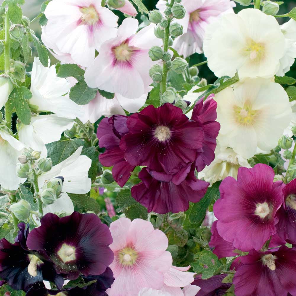 Hollyhock 'Cabaret' - Seeds image