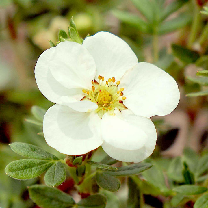 Potentilla fruticosa 'Crème Brule' First Edition image