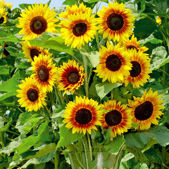 Solar flower - .de