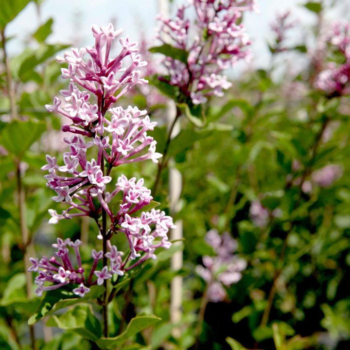 Lilac 'Josée' image