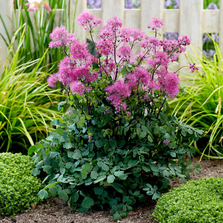 Thalictrum 'Little Pinkie' image