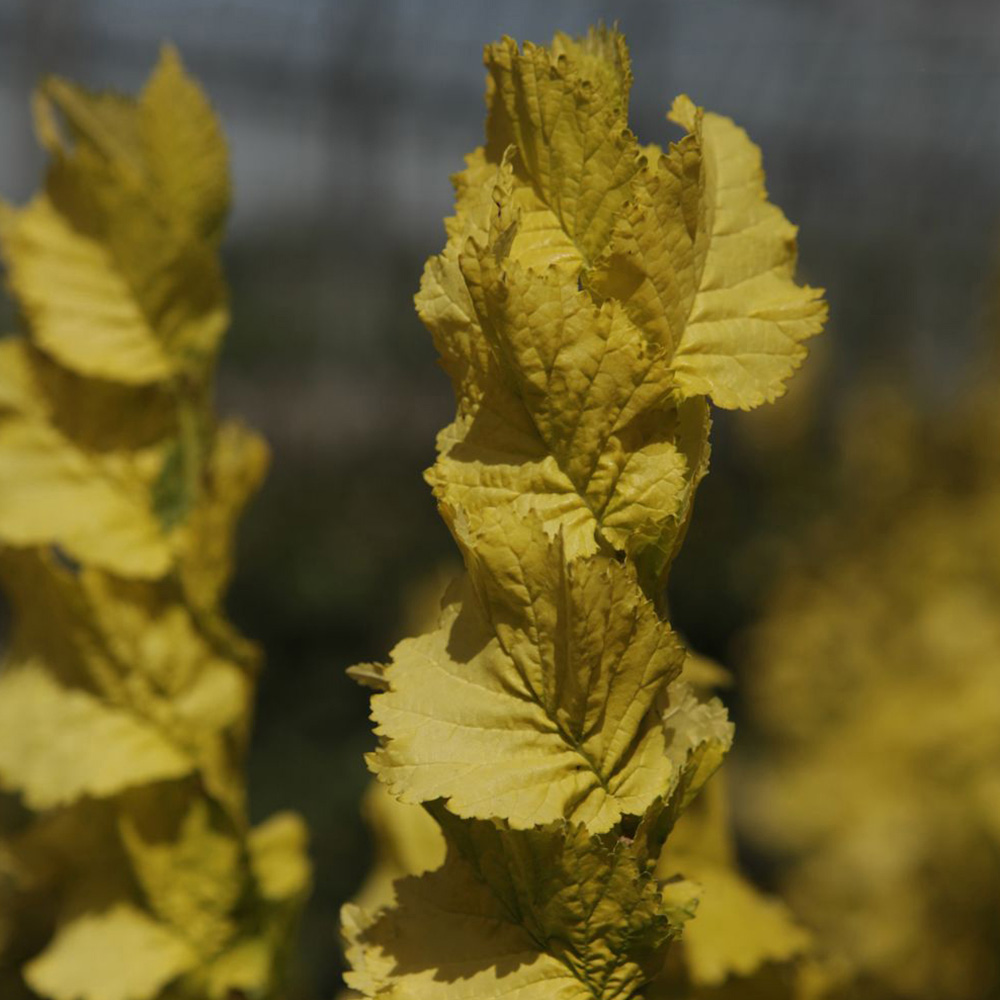 Ulmus x hollandica 'Wredei' image