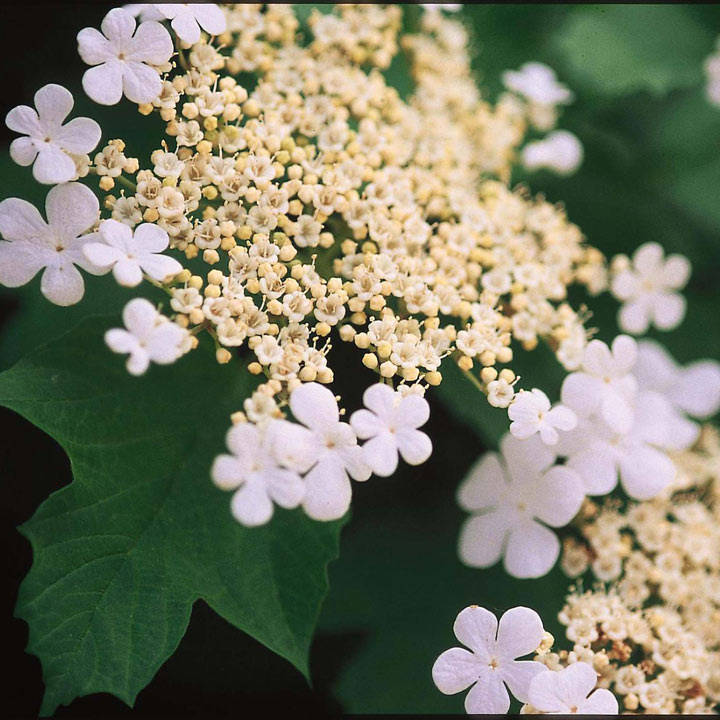 Viburnum trilobum 'Wentworth' image