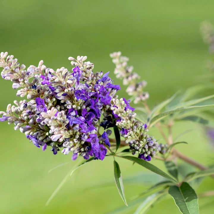 Vitex agnus-castus 'Blue Puffball' image