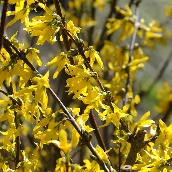 Forsythia intermedia image