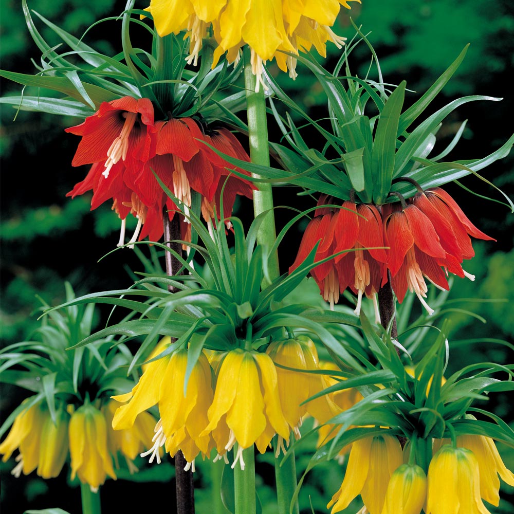 Fritillaria imperialis Duo image