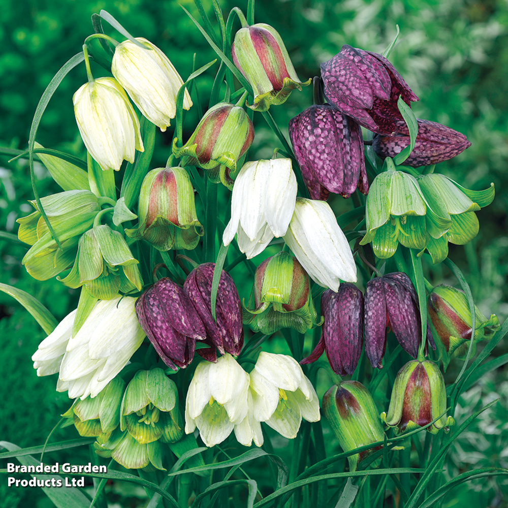 Fritillaria 'Spring Bells' image