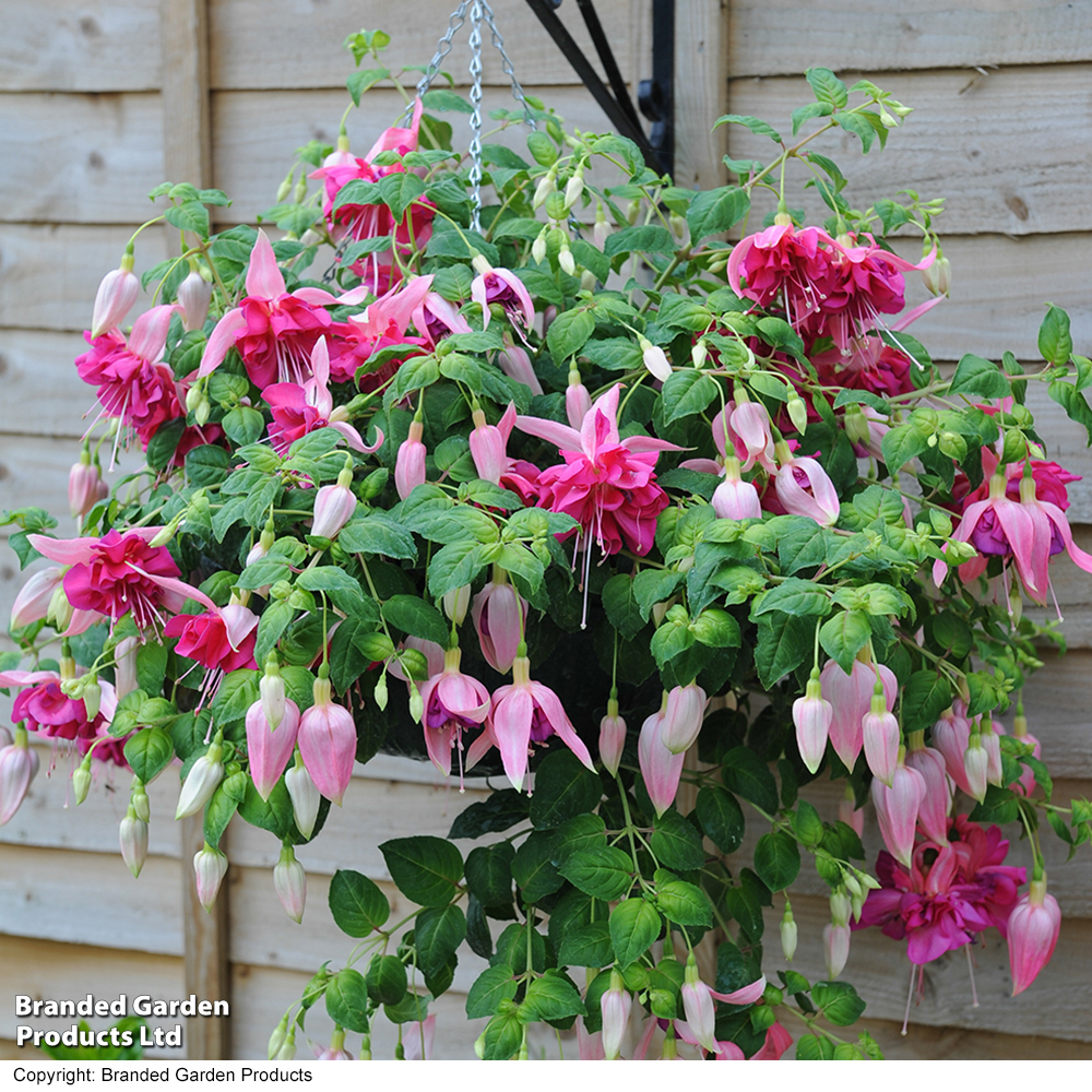 Fuchsia 'Giants Bella Rosella' image