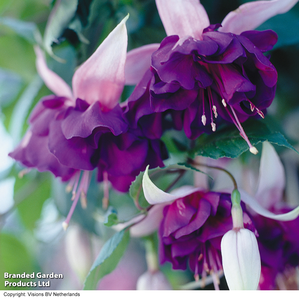 Fuchsia 'Royal Mosaic' image