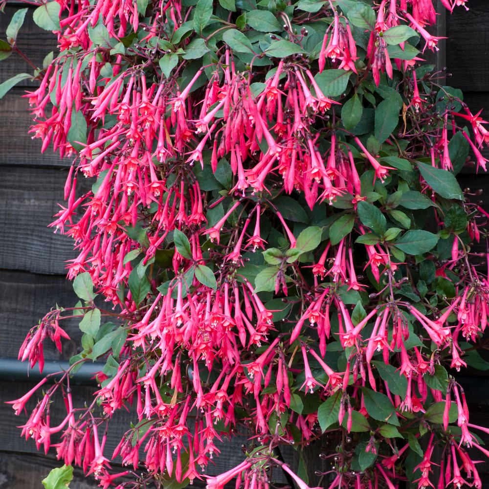 Fuchsia 'Eruption' image