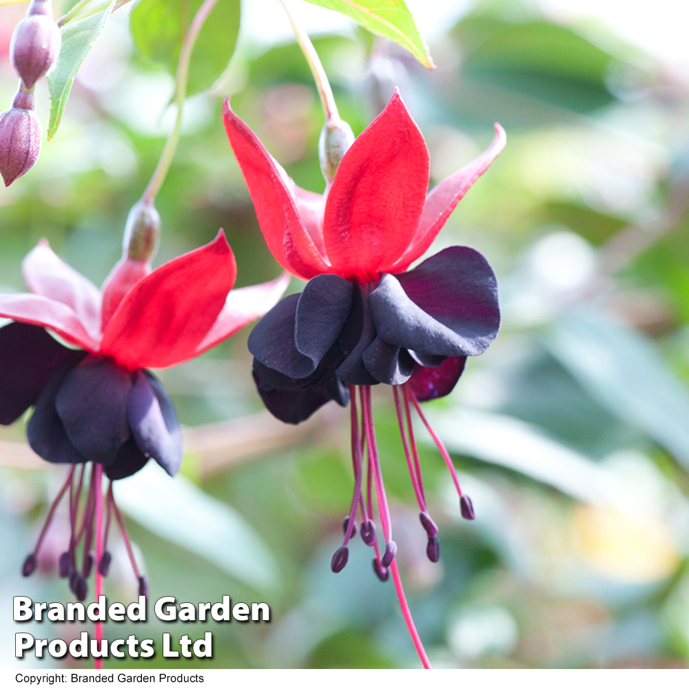 Fuchsia 'Lady in Black' image