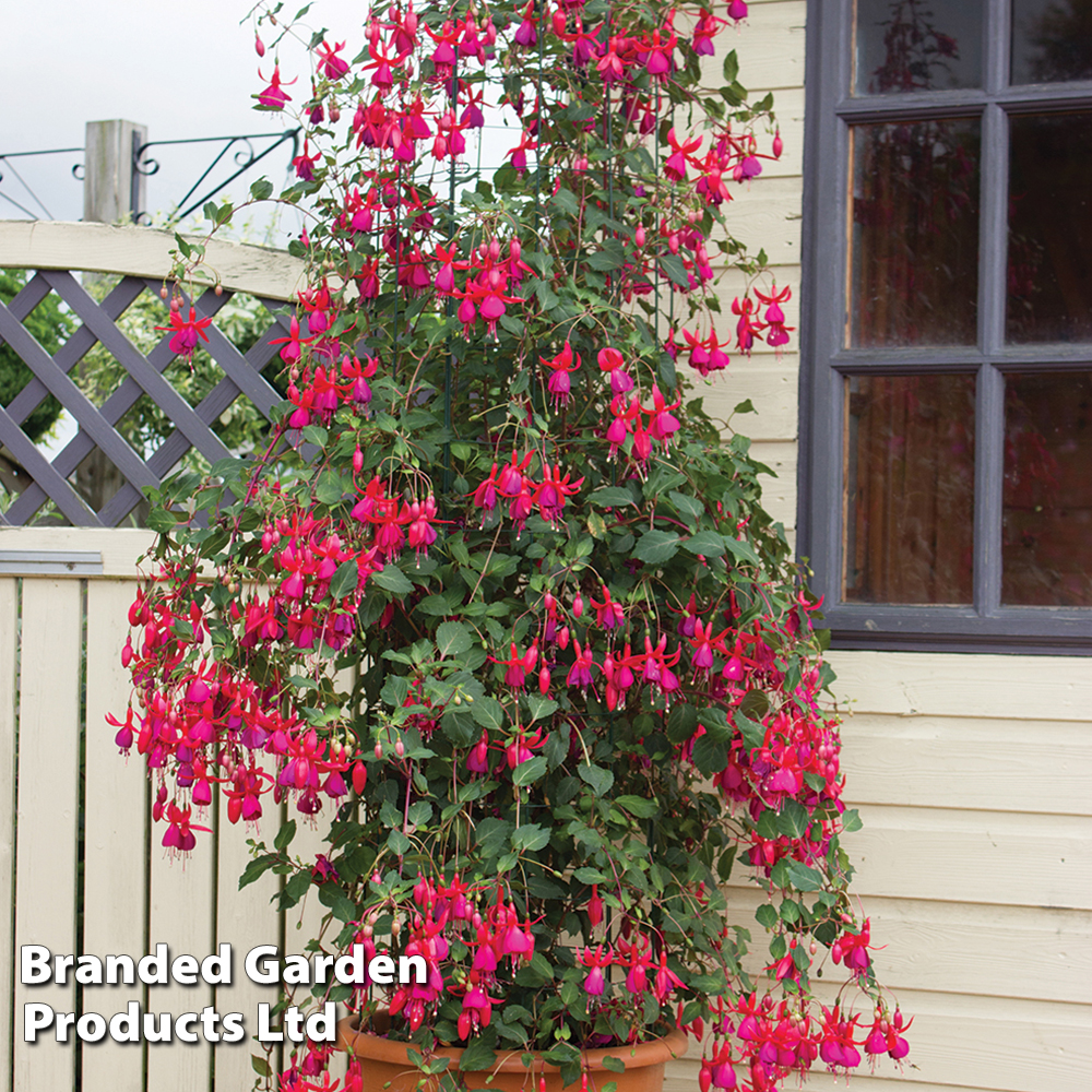 Fuchsia 'Pink Fizz' (Hardy) image