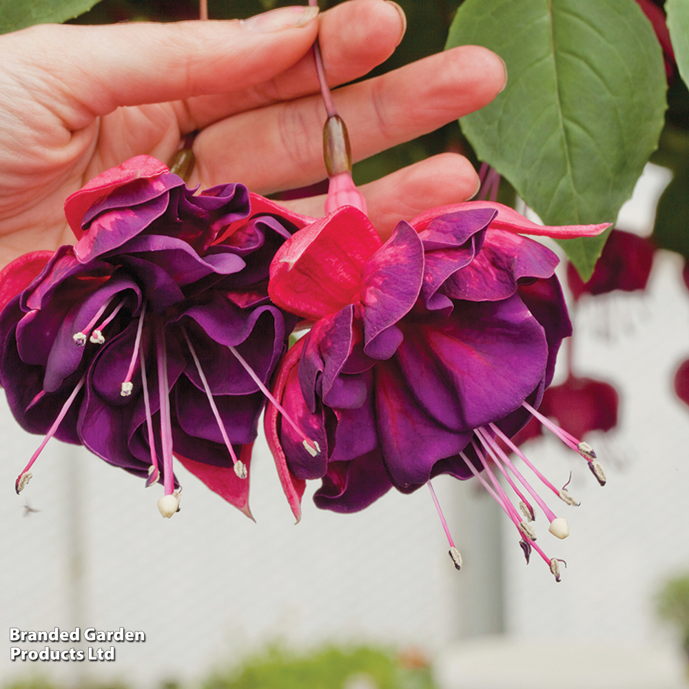 Fuchsia 'Purple Rain' image