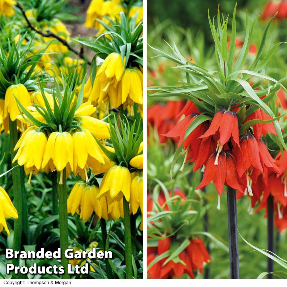 Fritillaria Imperialis Duo | Dobies