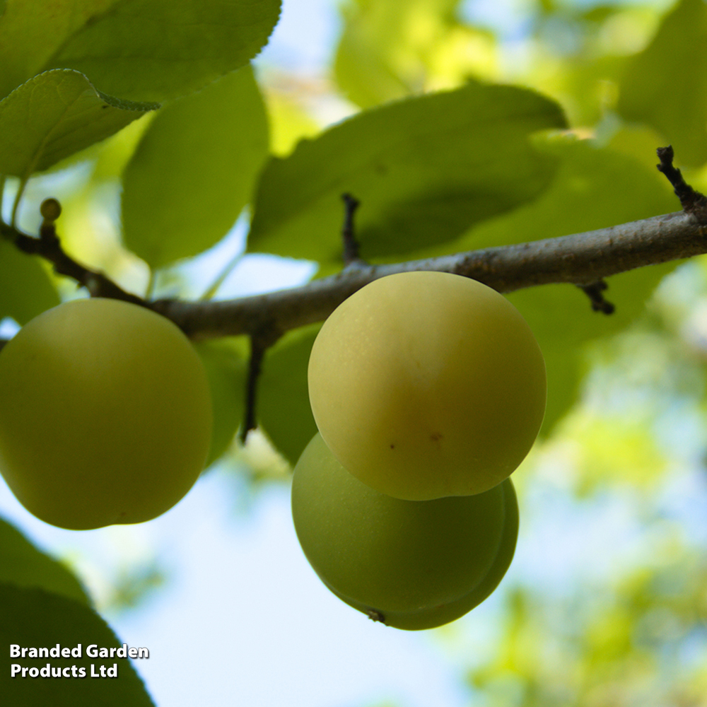 Gage 'Old Greengage' image