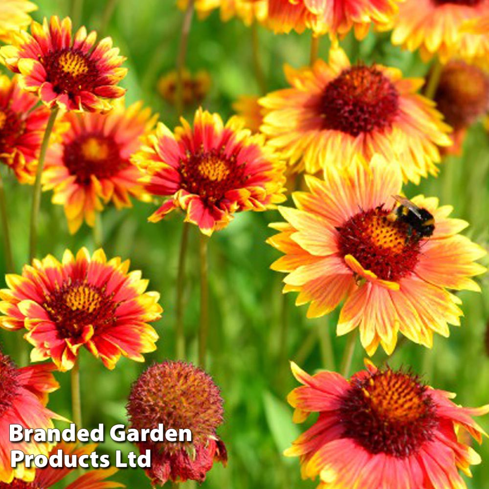 Gaillardia aristata Giant hybrids image