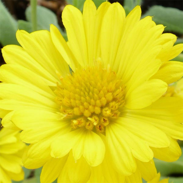 Gaillardia aristata Mesa Yellow image