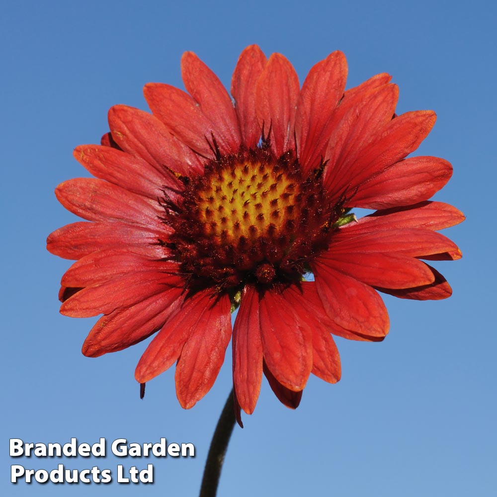 Gaillardia aristata 'Burgundy' image