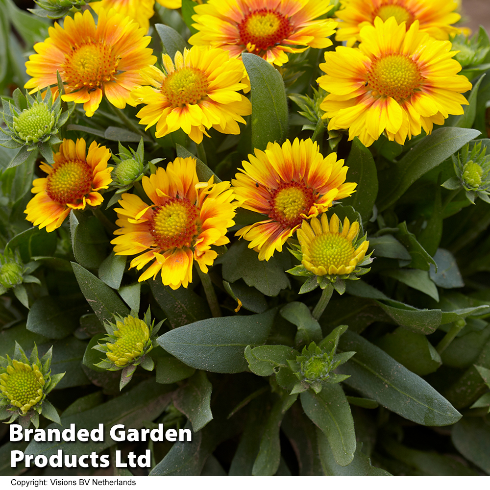 Gaillardia x grandiflora 'Arizona Apricot' image