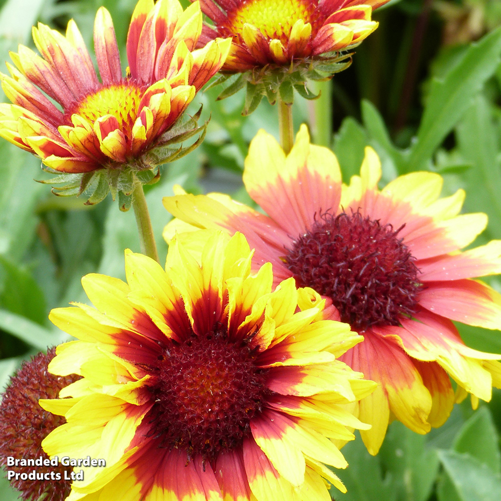 Gaillardia 'Torchlight' image